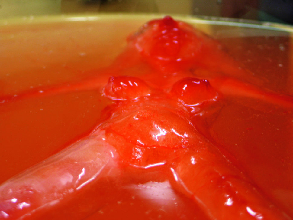 BloodyMaryweb